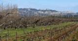 Vue sur le Ventoux