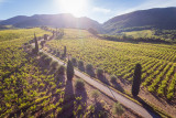 vignoble_pierre_amadieu.jpg