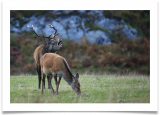 brame_du_cerf_pierre_peret_credit_photos_alain_roux.png