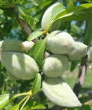 Balade-en-vélo-dans-les-Monts-de-Vaucluse-suivie-d'une-dégustation-de-confiseries-Saint-Didier-2024