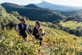 Une journée au coeur de nos vignobles, entre Ventoux et Dentelles avec déjeuner inclus_Mazan