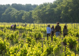 Sentier Vigneron_Mazan - © Château La Croix des Pins Sentier Vigneron_Mazan