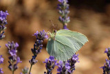 Papillons et lavandes_Sault