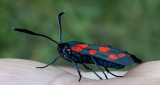 Papillons et lavandes_Sault