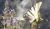 Papillons et lavandes_Sault