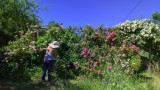 « Petite roseraie »_Bédoin - © Roseraie de Gérenton « Petite roseraie »_Bédoin