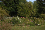 « Petite roseraie »_Bédoin - © Roseraie de Gérenton « Petite roseraie »_Bédoin