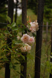 « Petite roseraie »_Bédoin - © Roseraie de Gérenton « Petite roseraie »_Bédoin