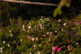 « Petite roseraie »_Bédoin