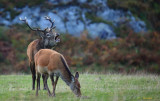 Soirée Brame du Cerf avec Les Chemins de Pierre_Bédoin
