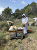 Découverte immersive du monde des abeilles_La Roque-Alric