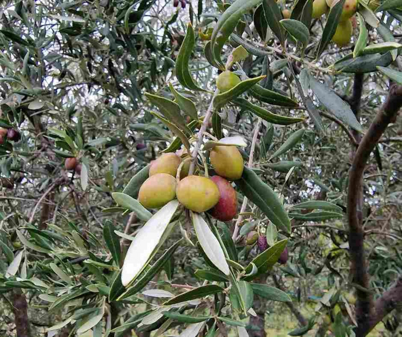 Olives non mûres