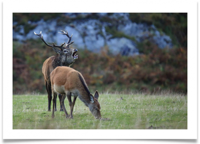 brame_du_cerf_pierre_peret_credit_photos_alain_roux.png