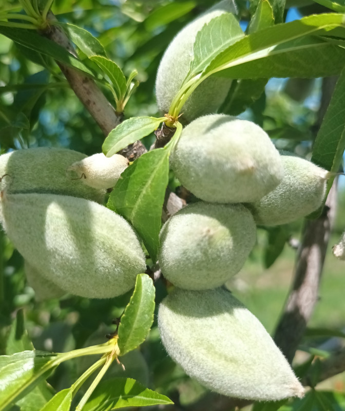 Balade-en-vélo-dans-les-Monts-de-Vaucluse-suivie-d'une-dégustation-de-confiseries-Saint-Didier-2024