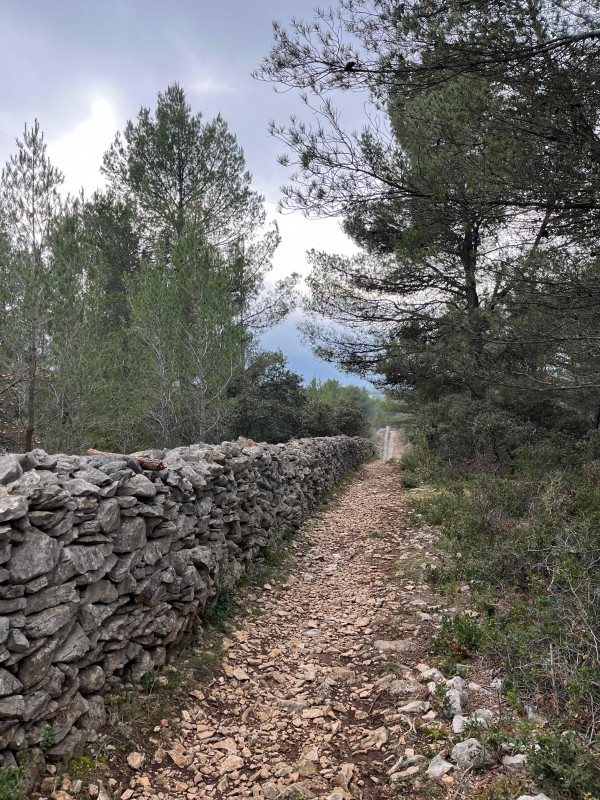 Cartonivo: Randonnée Le Mur de la peste_Cabrières-d'Avignon