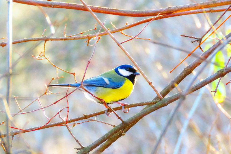 Mésanges et insectes assistants du vigneron_Entrechaux - © Pixabay Mésanges et insectes assistants du vigneron_Entrechaux