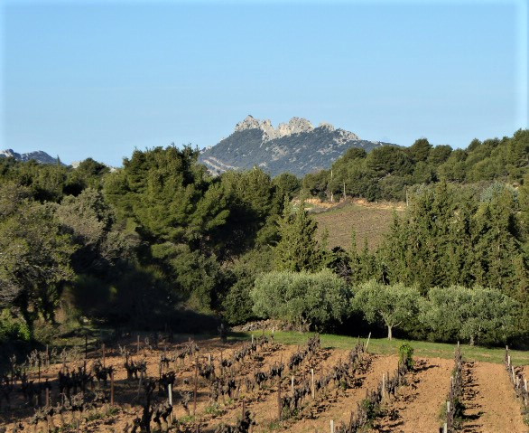 Vue sur les Dentelles de Montmirail