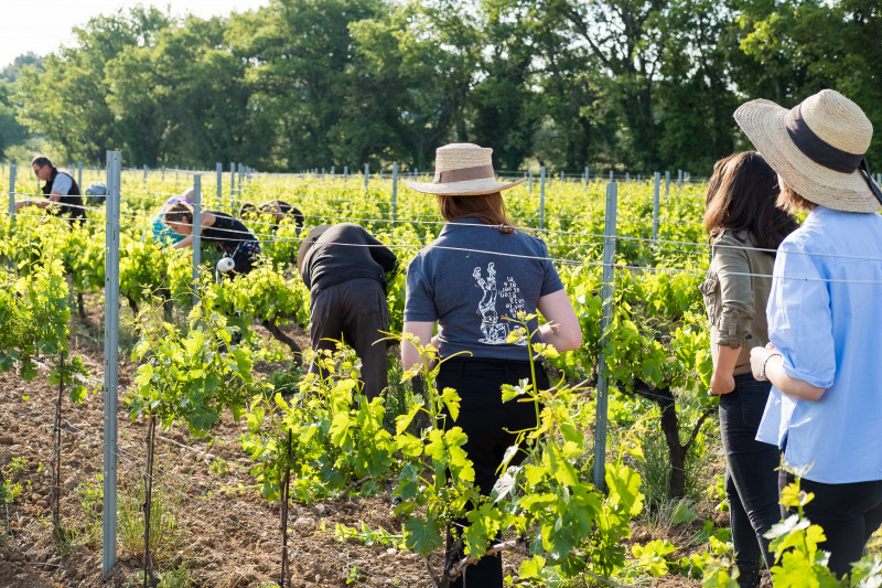 Sentier Vigneron_Mazan