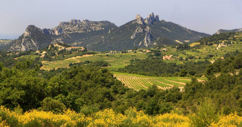 Cartonivo: Trail Le Mont St Amand_Malaucène