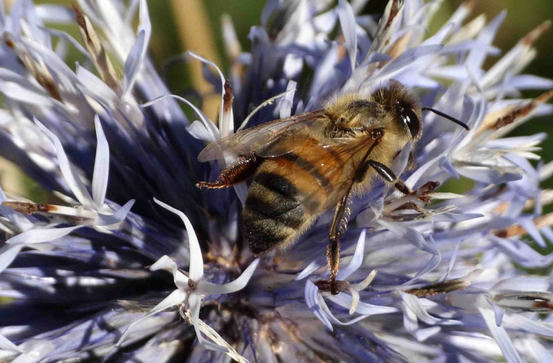 Papillons et lavandes_Sault