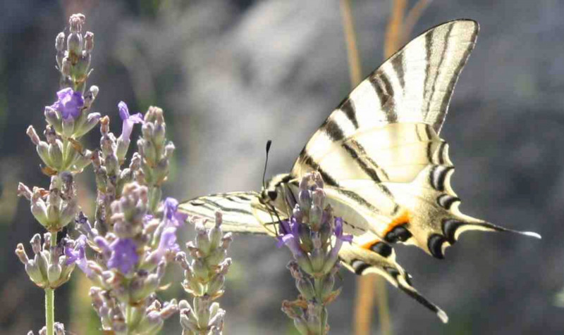 Papillons et lavandes_Sault