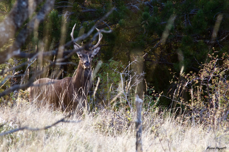 Soirée Brame du cerf