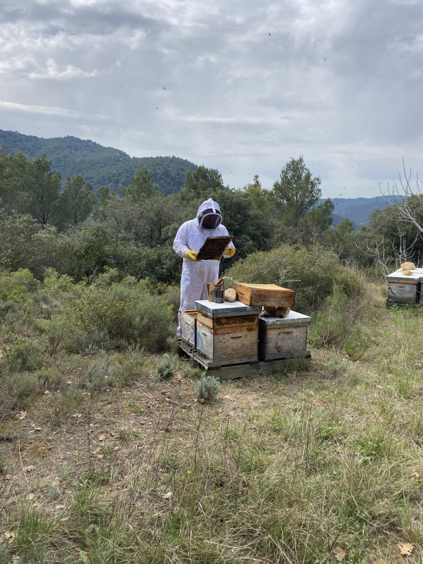 Découverte immersive du monde des abeilles_La Roque-Alric - © Le Rucher des Dent'ailes Découverte immersive du monde des abeilles_La Roque-Alric