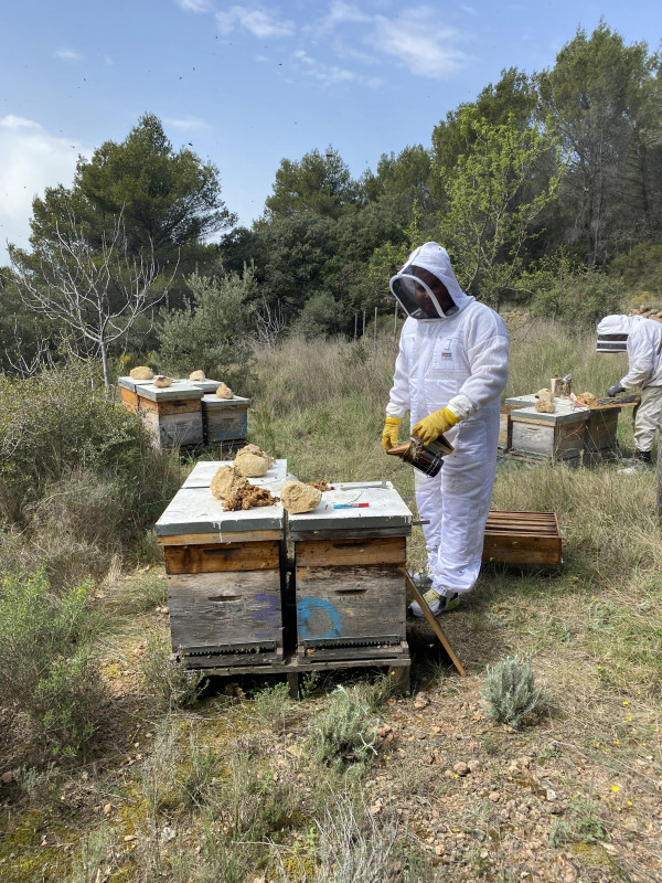 Découverte immersive du monde des abeilles_La Roque-Alric - © Le Rucher des Dent'ailes Découverte immersive du monde des abeilles_La Roque-Alric